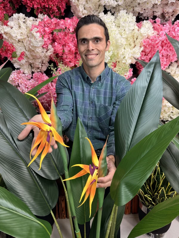 جزییات برگ و تنه درختچه استرلیتزیا