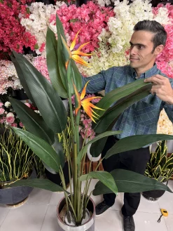 برگ سبز و ژله‌ای درختچه استرلیتزیا مصنوعی که بافت و رگبرگ‌های طبیعی آن را نمایش می‌دهد