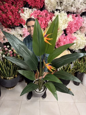 گل نارنجی و بنفش درختچه استرلیتزیا مصنوعی، معروف به پرنده بهشتی، با جزئیات بالا