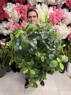 برگ‌های لمسی درختچه فیکوس جنگلی