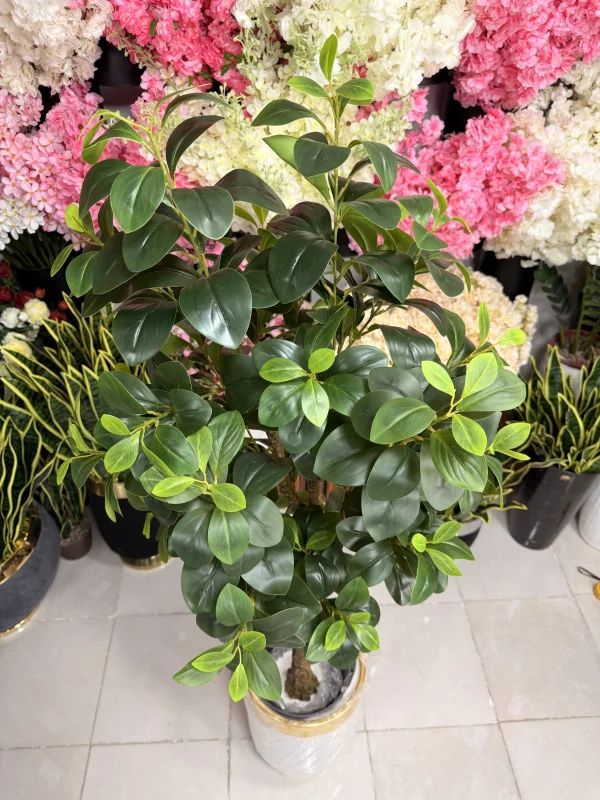 برگ‌های لمسی درختچه فیکوس جنگلی