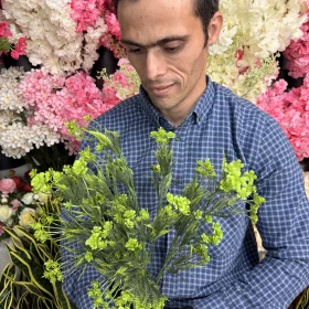 ابعاد و اندازه بوته باکسی پلاستیکی