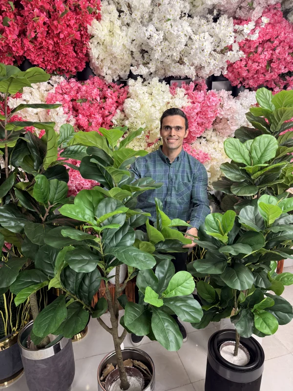 ایده‌های دکوراسیون با درختچه فیکوس لیراتا مصنوعی