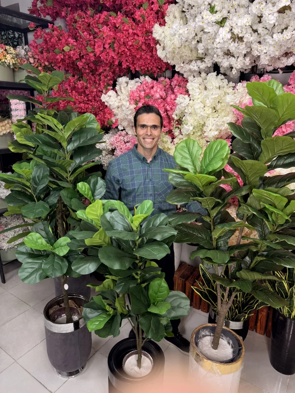 راهنمای خرید تخصصی درختچه فیکوس لیراتا مصنوعی