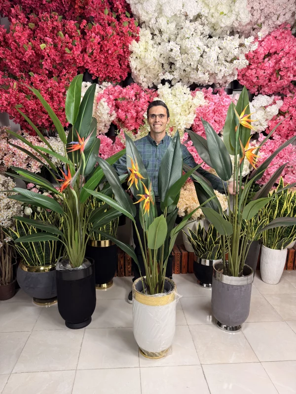 راهنمای خرید تخصصی درختچه پرنده بهشتی