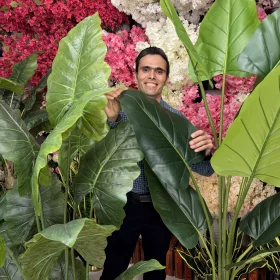 راهنمای خرید تخصصی درختچه بابا آدم مصنوعی