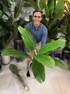 دکوراسیون داخلی با گیاه مصنوعی موز ۱۲۰ سانتی‌متری در پذیرایی