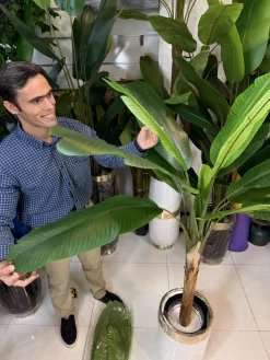 درختچه مصنوعی موز ۱۳ برگ لمسی با تنه طبیعی