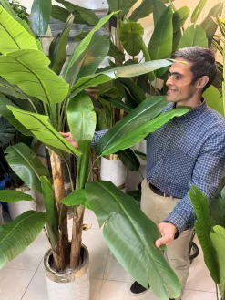 نمای نزدیک برگ درختچه مصنوعی با بافت لمسی و رنگ طبیعی