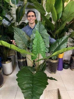 درختچه مصنوعی باباآدم ۱۰ برگ پهن با تنه طبیعی و ارتفاع ۱۴۰ سانتیمتر برای دکوراسیون پذیرایی.