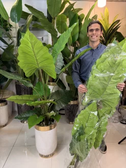 درختچه مصنوعی باباآدم ۵ تنه با برگ‌های بزرگ پلیمری لمسی