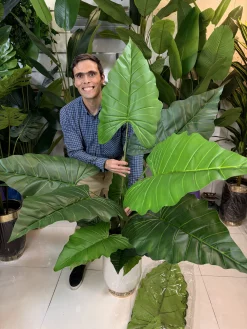 خرید گیاه مصنوعی بزرگ برای دکوراسیون منزل و محیط اداری