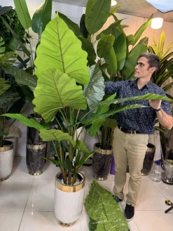 درختچه مصنوعی بابا آدم بزرگ با برگهای پهن لمسی و تنه طبیعی برای دکوراسیون پذیرایی.