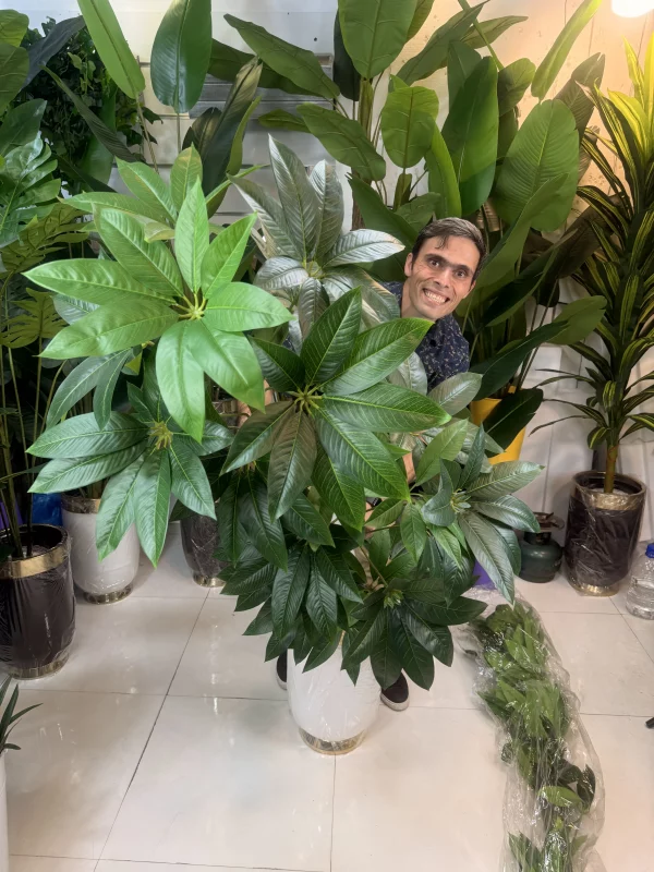 درختچه مصنوعی پاچیرا بزرگ با ۳ تنه و برگ‌های لمسی سبز