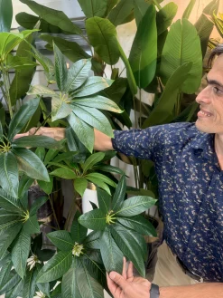 تنه سه‌تایی درختچه مصنوعی پاچیرا با رگه‌های سبز و بنفش