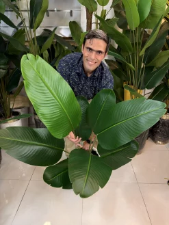 استفاده از درختچه مصنوعی پرنده بهشتی ۱۲۰ سانتی در گوشه پذیرایی کنار مبلمان