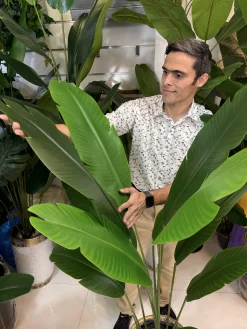 نمای نزدیک برگ پلیمری لمسی درختچه استرلیتزیا مصنوعی با بافت طبیعی