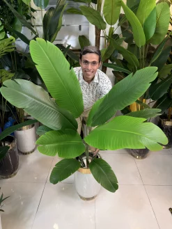 نمای نزدیک برگ پلیمری لمسی درختچه استرلیتزیا مصنوعی با بافت طبیعی