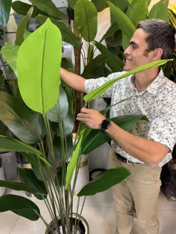 بافت برگ چرمی لمسی گیاه مصنوعی پرنده بهشتی با رگ‌برگ زرد