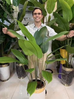 درختچه مصنوعی پرنده بهشتی ۱۳۰ سانتی متری مناسب دکوراسیون داخلی و لابی