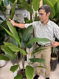 بافت برگ لمسی و باکیفیت گیاه مصنوعی پرنده بهشتی با رگه‌های طبیعی