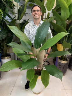 چیدمان گیاه مصنوعی برگ پهن در گوشه پذیرایی مدرن