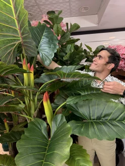 تنه با روکش مخصوص و میوه های آلوکازیا در درختچه مصنوعی باباآدم درجه یک