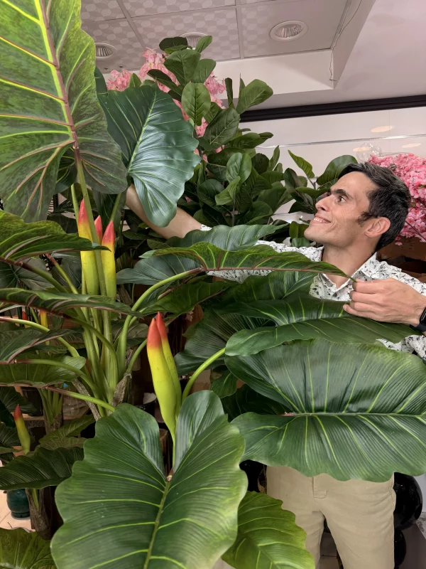 تنه با روکش مخصوص و میوه های آلوکازیا در درختچه مصنوعی باباآدم درجه یک