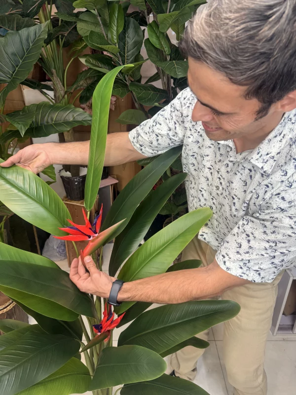 کیفیت برگ‌های پلیمری لمسی گیاه مصنوعی استرلیتزیا