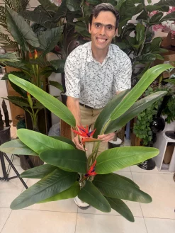 نمای کلی استرلیتزیا مصنوعی لوکس