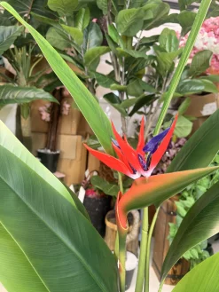 Alternative view of درختچه مصنوعی پرنده بهشتی استرلیتزیا لوکس ۳ تنه – ارتفاع ۱۵۰ سانتی‌متر