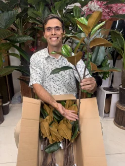 بافت چرمی لمسی و رگبرگ‌های دقیق شاخه فیکوس مصنوعی