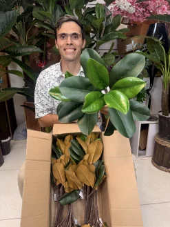 چیدمان متراکم شاخه‌های فیکوس مصنوعی سبز تیره و روشن