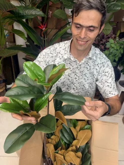 طراحی پشت چوبی و سیم‌کشی فلزی برگ‌های فیکوس مصنوعی