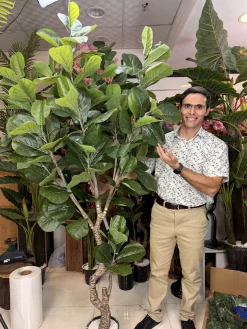 درختچه مصنوعی لیراتا بلند با ارتفاع ۲۱۰ سانتی‌متر و تنه طبیعی برای دکوراسیون پذیرایی.