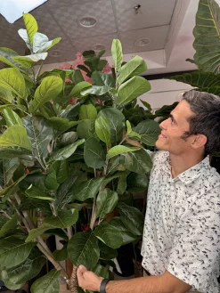 تصویر نزدیک از برگ‌های لمسی و پلیمری گیاه مصنوعی لیراتا با رگبرگ‌های دقیق.