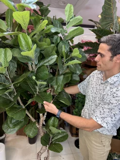 درختچه مصنوعی لیراتا بلند با ارتفاع ۲۱۰ سانتی‌متر و تنه طبیعی برای دکوراسیون پذیرایی.