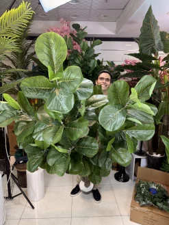 ساختار تنه شرکتی و شاخه‌های جداشونده پینی در درختچه مصنوعی لیراتا بزرگ.