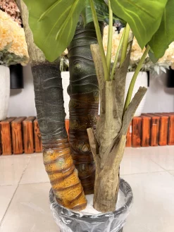 تصویر نزدیک از سه تنه درختچه مصنوعی باباآدم، نمایش جزئیات پوست کار شده روی تنه کوچک‌تر.