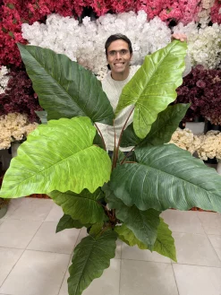 کلوزآپ برگ‌های لمسی باباآدم مصنوعی با رگبرگ‌های برجسته و رنگ سبز تیره و روشن