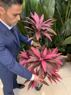 درختچه دراسینا کردلین مناسب دکوراسیون داخلی