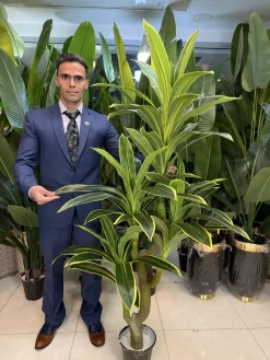 درختچه مصنوعی دراسینا ابلق ۱۸۰ سانتی‌متر مناسب دکوراسیون داخلی