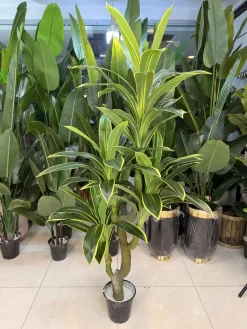 درختچه مصنوعی دراسینا ابلق سبز و زرد با ارتفاع ۱۸۰ سانتی‌متر و تنه ۴ کوپه