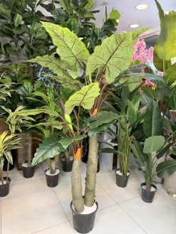 درختچه باباآدم الوکازیا مدل ۲ تنه ۱۹۰ سانتی با برگ لمسی چرمی و ظاهر طبیعی