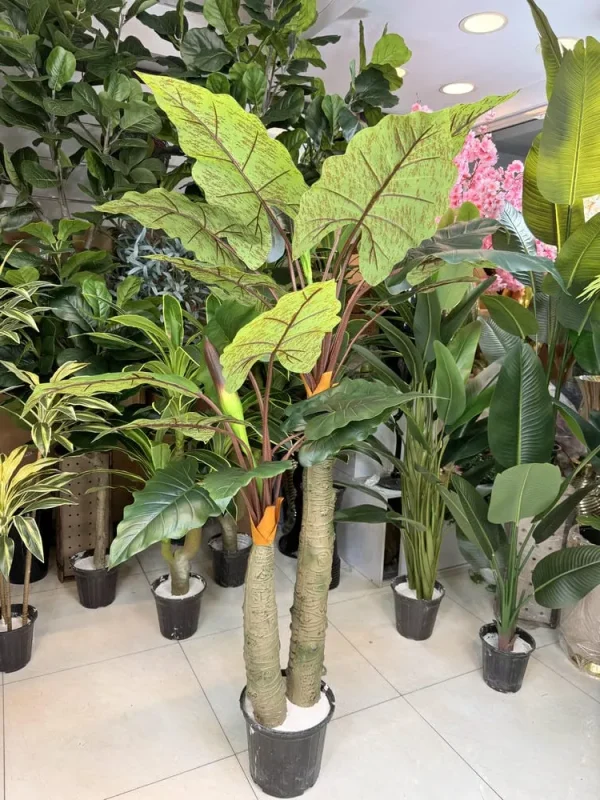 درختچه باباآدم الوکازیا مدل ۲ تنه ۱۹۰ سانتی با برگ لمسی چرمی و ظاهر طبیعی