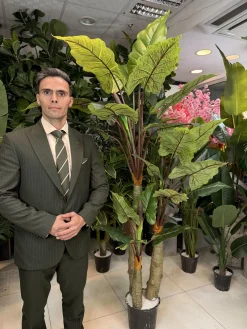 درختچه مصنوعی باباآدم الوکازیا ۳ تنه ۲۱۰ سانتی با برگ چرمی لمسی و ظاهر طبیعی