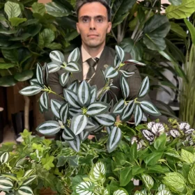 بوته برگ هندوانه ای سبز و بنفش و برگ بیدی سبز و سفید مصنوعی لمسی برای باکس گل