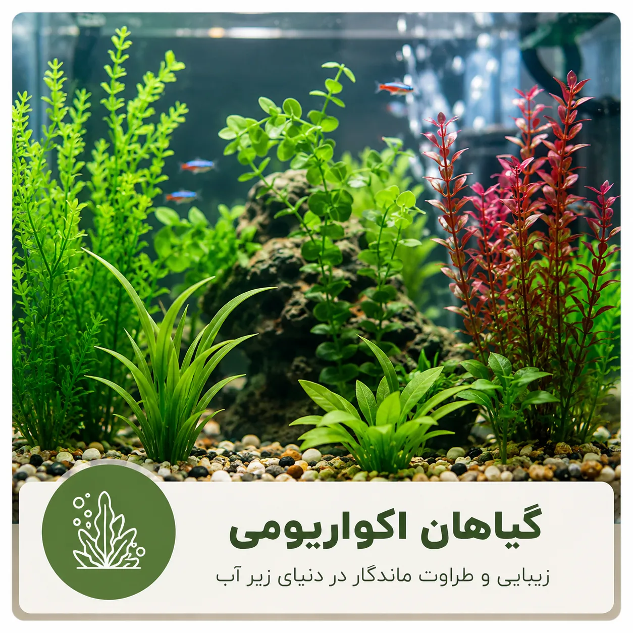 گیاهان اکواریومی