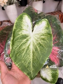 برگ مصنوعی آنتوریوم ژله‌ای