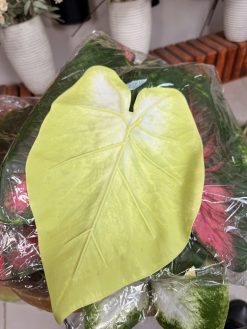 برگ مصنوعی آنتوریوم ژله‌ای